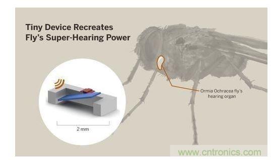 顯示研究人員們經(jīng)由這種寄生蠅的聲音處理機制啟發(fā)，開發(fā)出一款低功耗的麥克風(fēng)組件。