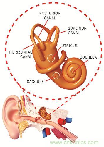 圖1. 人體平衡和聽力是內(nèi)耳中復(fù)雜平衡器官的一部分。