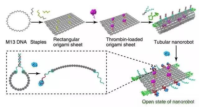 中美科學家聯(lián)手，用DNA納米機器人殺死癌細胞