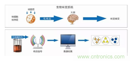 仿生傳感器的定義、原理、分類及應(yīng)用