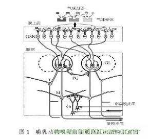 仿生傳感器的定義、原理、分類及應(yīng)用